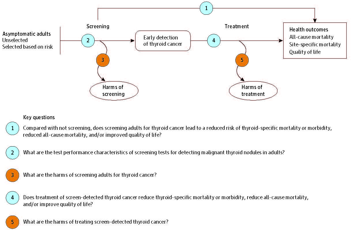 Figure 1 is an analytic framework that depicts the five Key Questions (KQs) described in the Methods section. Specifically, it illustrates the following questions: (1) Compared with not screening, does screening adults for thyroid cancer lead to a reduced risk of thyroid-specific mortality or morbidity, reduced all-cause mortality, and/or improved quality of life? (2) What are the test performance characteristics of screening tests for detecting malignant thyroid nodules in adults? (3) What are the harms of screening for thyroid cancer in adults? (4) Does treatment of screen-detected thyroid cancer reduce thyroid-specific mortality or morbidity, reduce all-cause mortality, and/or improve quality of life? (5) What are the harms of treating screen-detected thyroid cancer?