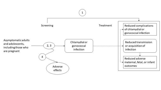 The analytic framework depicts the relationship between the populations, interventions, outcomes, and harms of screening for chlamydia and gonorrhea. The far left of the framework describes the target population as asymptomatic adolescents and adults, including those who are pregnant. To the right of the population is an arrow that represents chlamydia or gonorrhea screening, including screening strategies for populations at increased risk (key question 2) and test methods at specific anatomic sites (key question 3), that leads to the population with chlamydial or gonococcal infection. An arrow below key questions 2 and 3 represents harms or adverse effects of screening for chlamydia or gonorrhea (key question 4). To the right of the population with chlamydial or gonorrheal infection a dotted line arrow represents treatment and leads to the three clinical health outcomes, including reduced complications of chlamydial or gonococcal infection; reduced transmission or acquisition of infection; and reduced adverse maternal, fetal, or infant outcomes. The clinical health outcome of reduced transmission or acquisition of infection is an intermediate outcome, as noted by the rounded edges of the box. A dotted line arrow to the right of reduced transmission or acquisition of infection leads to reduced adverse maternal, fetal, or infant outcomes, depicting an association. Arrows with dotted lines acknowledge the relationship between infection and outcomes, but will not be directly addressed in this systematic review. An overarching arrow that extends from the screened population to the clinical health outcomes symbolizes the effectiveness of screening (key question 1).