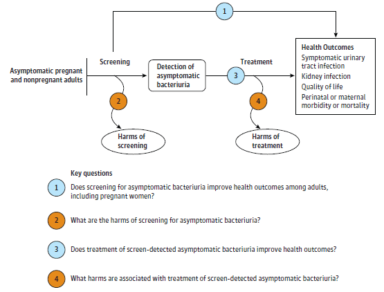 Figure 1 is the analytic framework that depicts the four Key Questions to be addressed in the systematic review. The figure illustrates how screening asymptomatic pregnant and nonpregnant adults may result in reducing the incidence of symptomatic UTI, kidney infection, and perinatal/maternal morbidity or mortality as well as improving quality of life (KQ1). Once detected, the figure shows how treatment of ASB may result in improved health outcomes (KQ3). Further, the figure illustrates whether screening and treatment for ASB are associated with any adverse events (KQ2, KQ4).